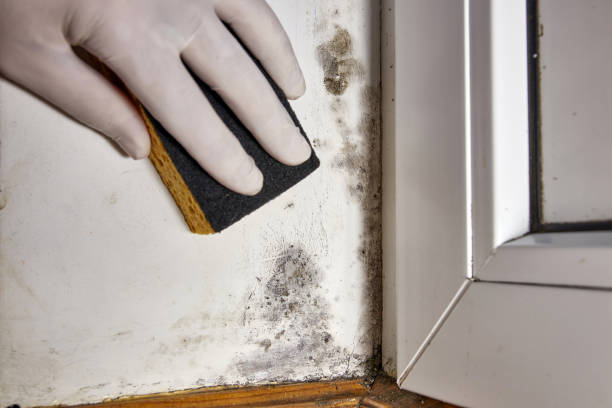Best Asbestos and Lead Testing During Mold Inspection  in Ridgetop, TN